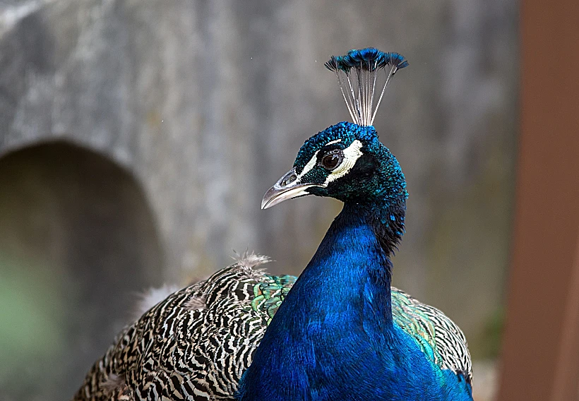 אי הטווסים ברלין