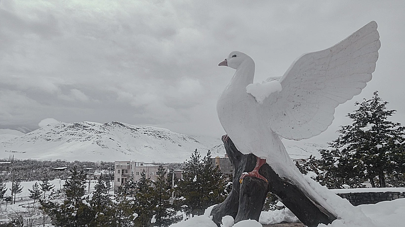 יונת שלום (?) בשלג באיראן