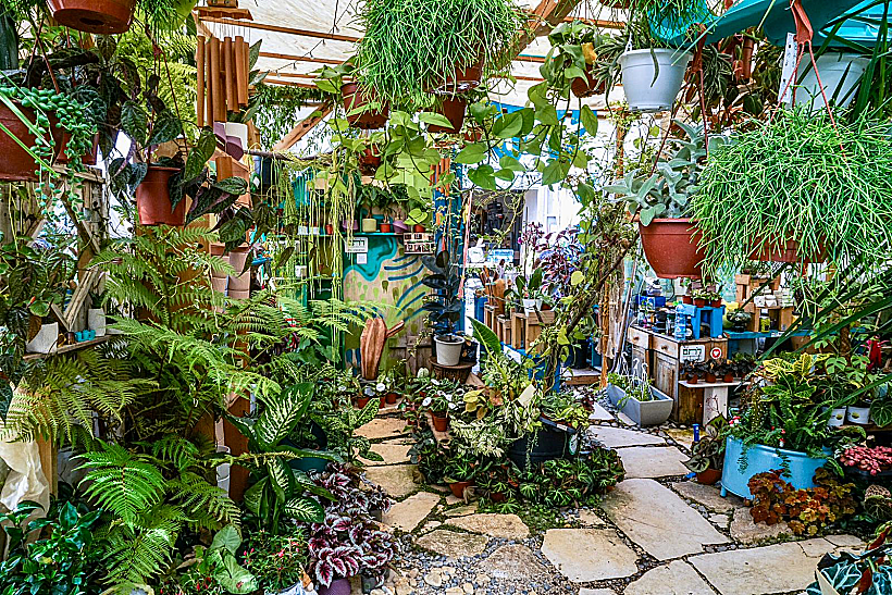 רותם משתלת בוטיק