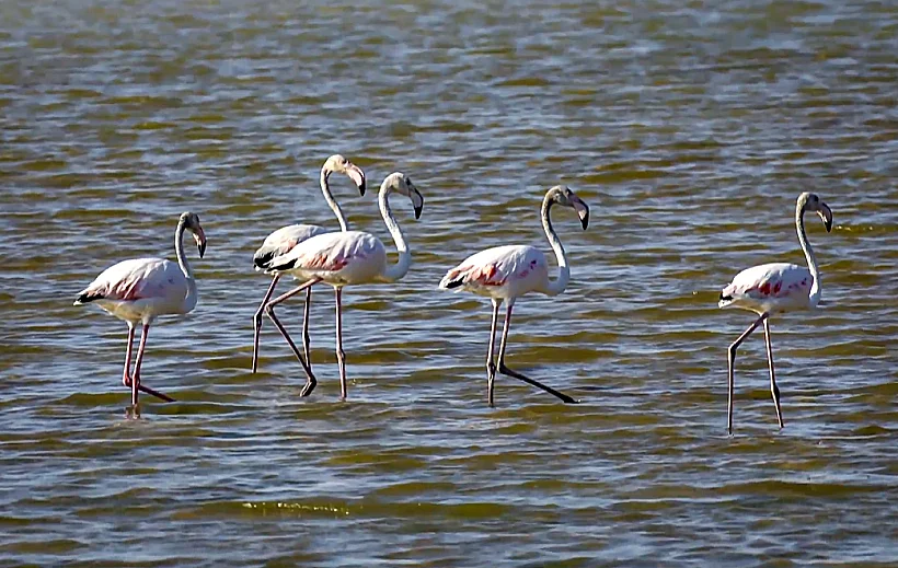 פלמינגו באילת