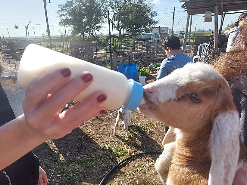 חוות הדקלים