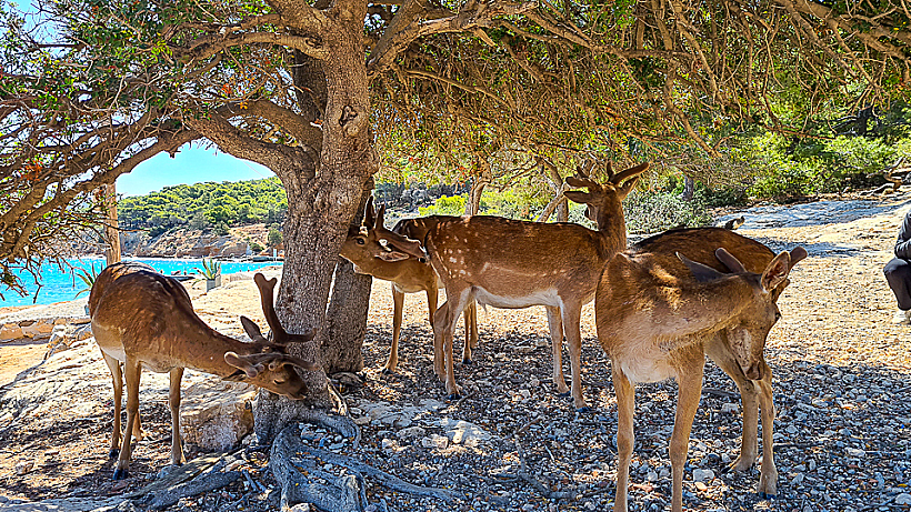 איילים באי הקטן מוני יוון