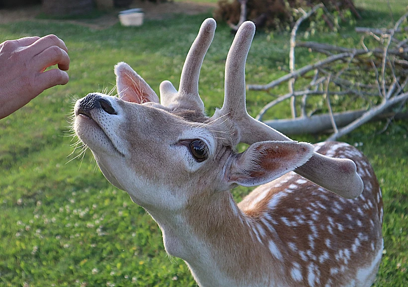 איילים בליטא - מולטאי עם ילדים