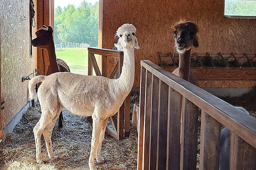 אלפקות בחוות ב-Alpakalnis