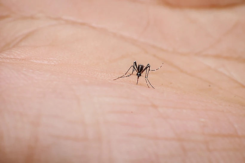 יתוש הנמר האסייתי