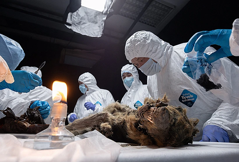 Scientists Perform Autopsy On Prehistoric Wolf Found In Permafrost, In Yakutsk