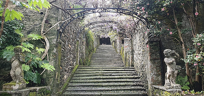 פריחת ויסטריה באיזולה בלה