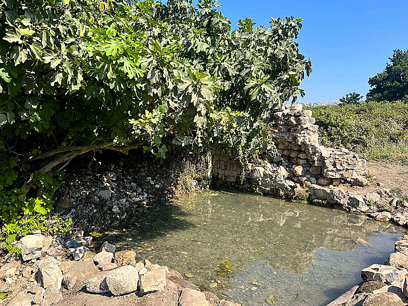 עינות ציפורי