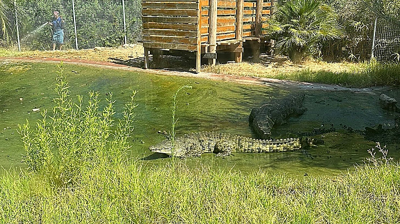 התנין מגן החיות התנ"כי