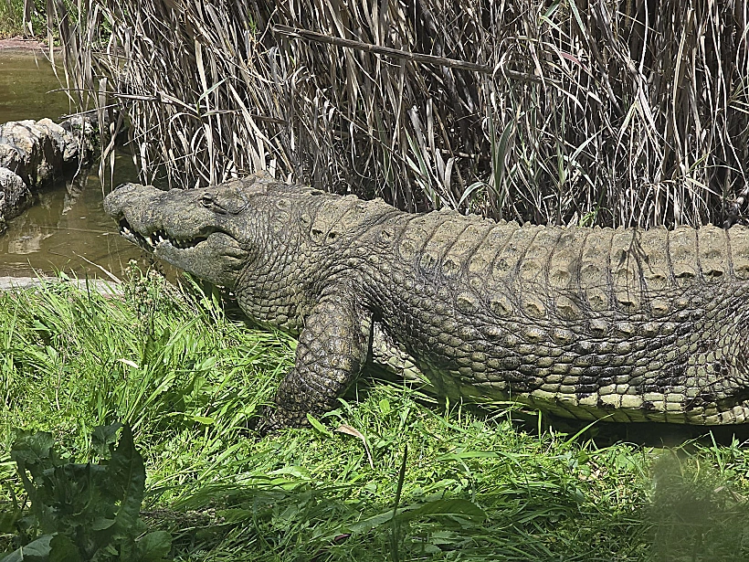 התנין מגן החיות התנ"כי