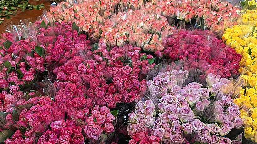 חנות זיו רוזס