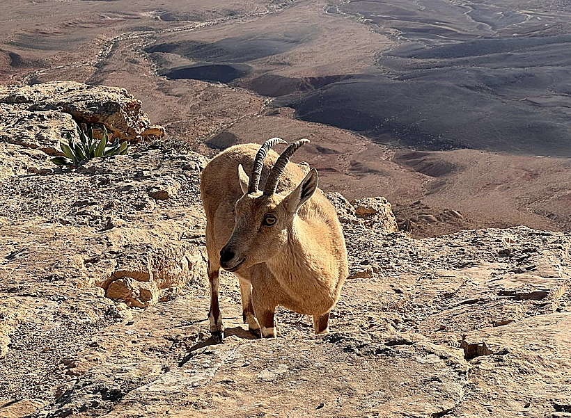 יעלים בתצפית המרפסת במצפה רמון