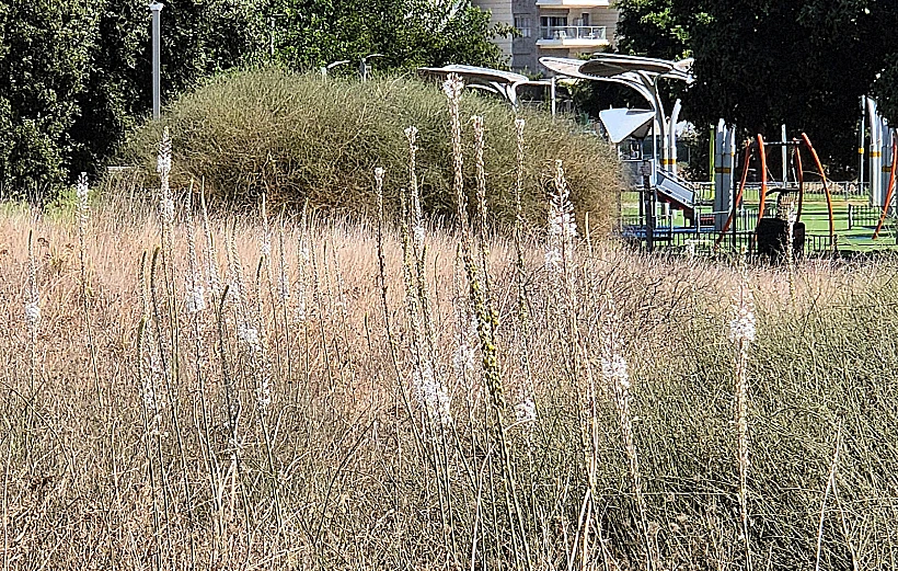 שלולית החורף בנתניה