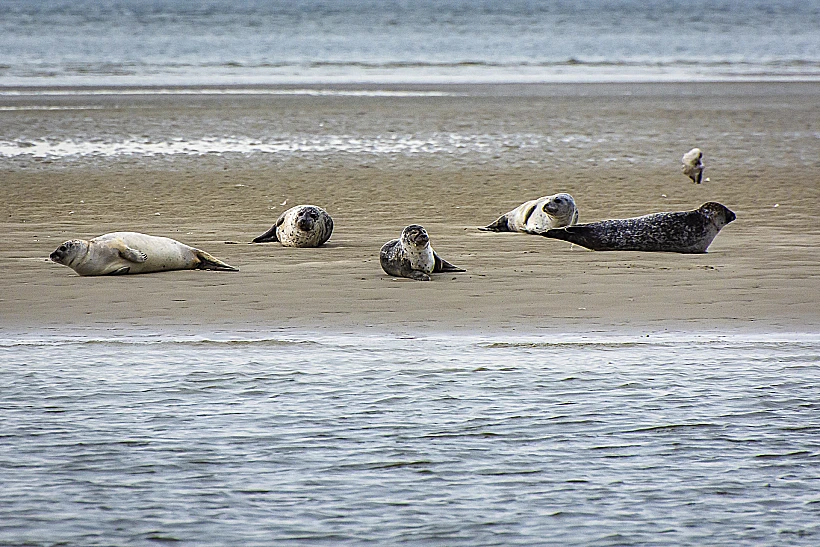 האי טסל (Texel) בהולנד