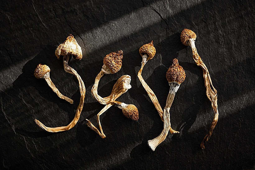 Dried,hallucinogenic,magic,mushrooms,on,black,background.,psychoactive,psilocybin,mushrooms.
