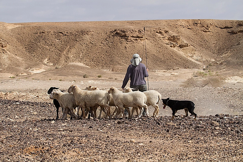 רועה ליום אחד - חוויה כפרית וכלבי רעייה