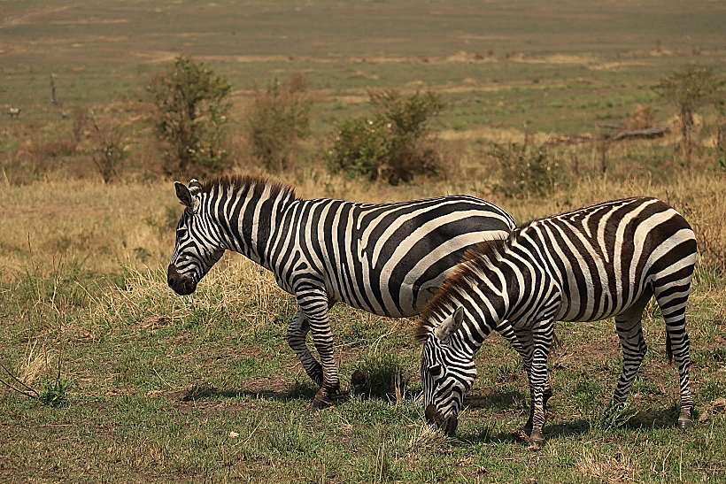 זברות בספארי בקניה