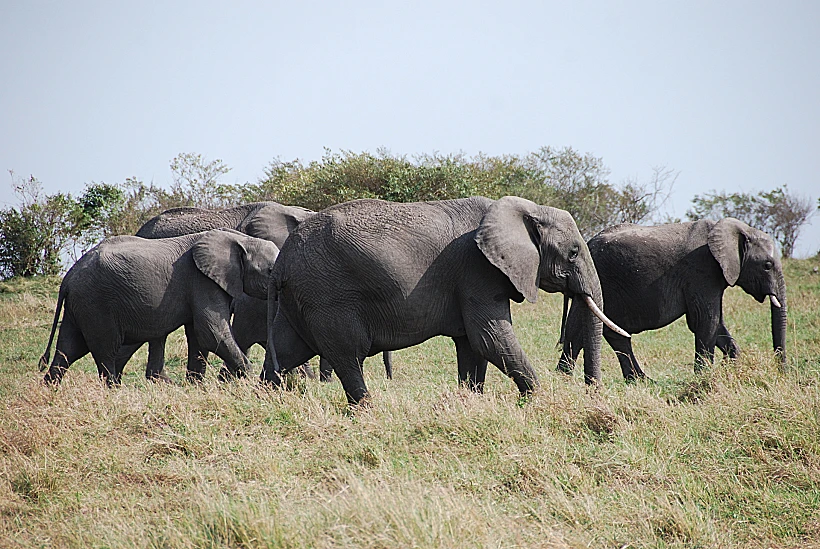 ספארי בקניה