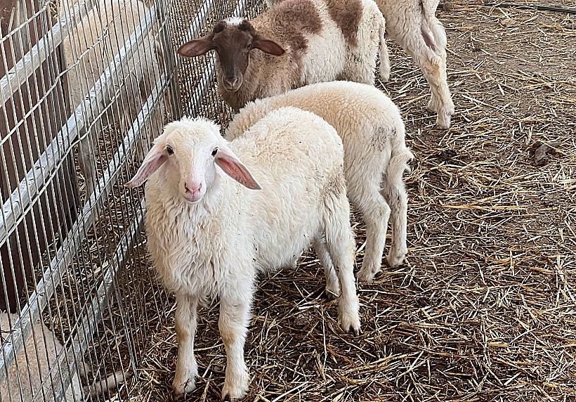 דיר העיזים בפרויקט ואדי עתיר