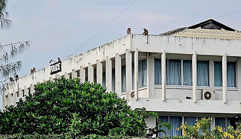 Thai Police Monkeys 1