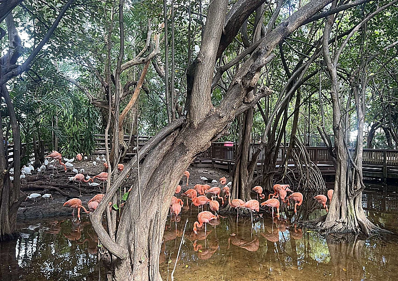 ג'ונגל איילנד, מיאמי