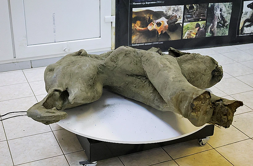 Remains Of A Well Preserved Baby Mammoth Discovered In Siberian Permafrost