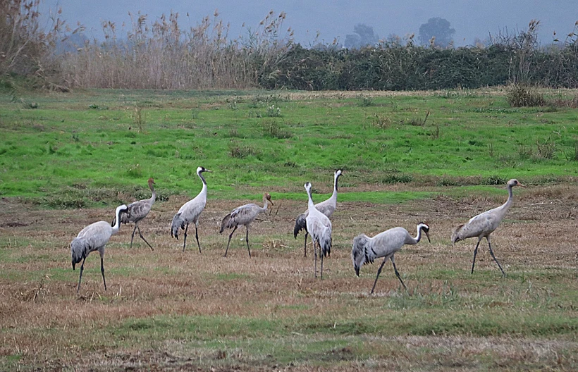 אגמון החולה עגורים