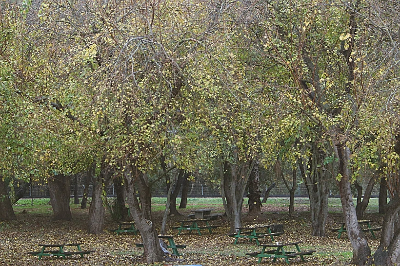 פינת חמד ביער קק"ל בצפון