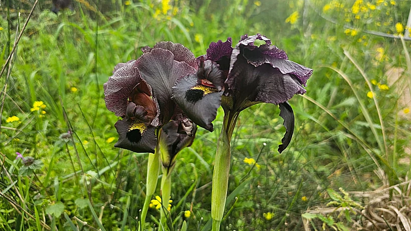 אירוסים בשמורת אלוני קדימה