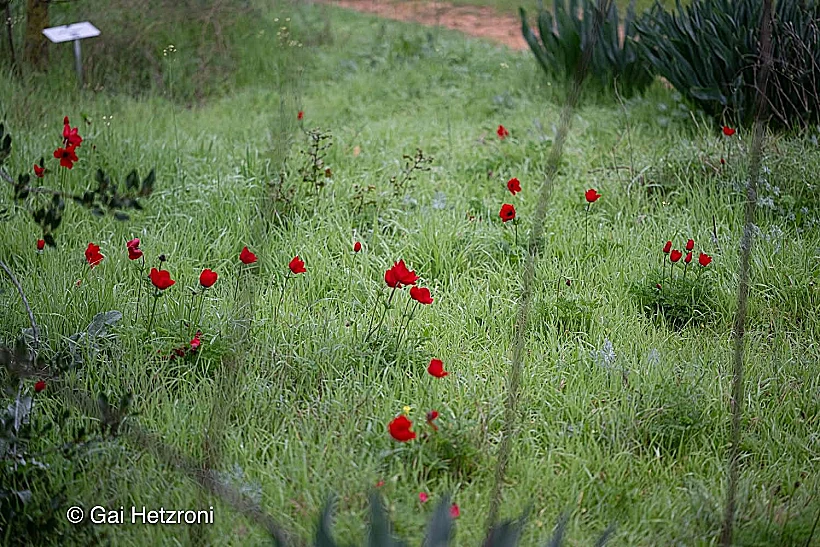 גן ריבי במשמרת