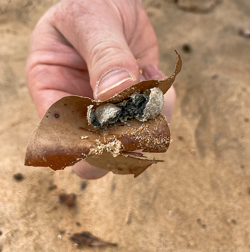 Northern Beaches Council 2