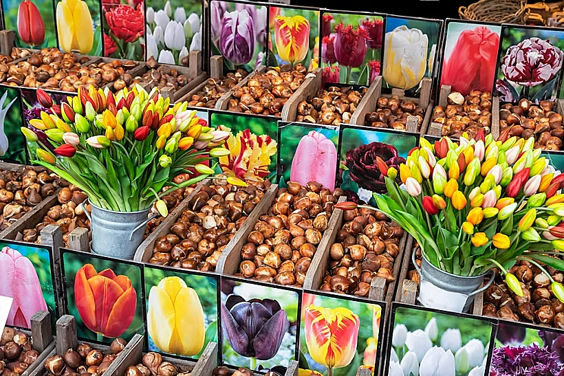 Colorful,tulips,and,tulip,bulbs,on,floating,flower,market,in