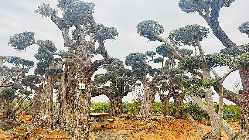 מטע עצי הזית של דרך הזי