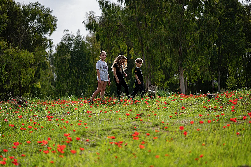 ״דרום בלב״ - כלניות בדרום