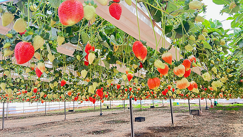 אורי תותים במושב ישע