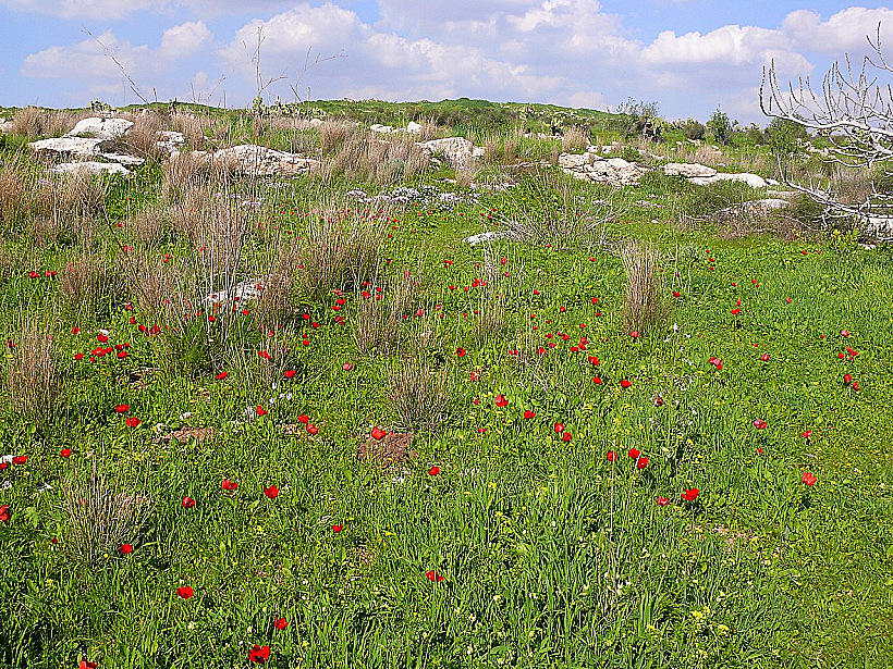 פריחת כלניות בגבעת התיתורה