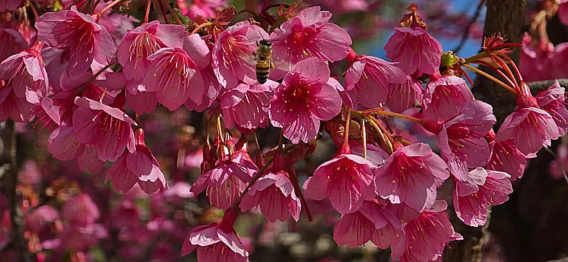 פריחת הדובדבן היפני בגן הבוטני גבעת רם ירושלים