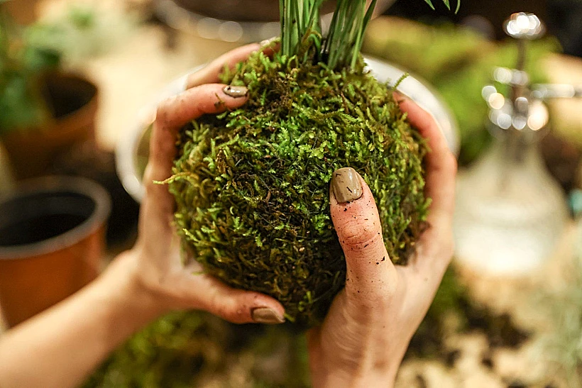 קוקדמה - כדור טחב מכליל