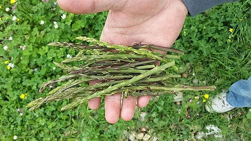 סיור ליקוט גלילי