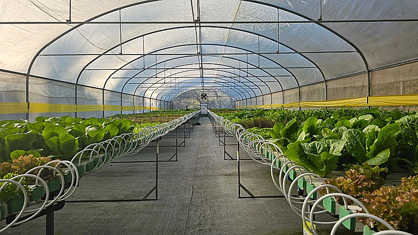 החווה ההידרופונית של היער הסודי