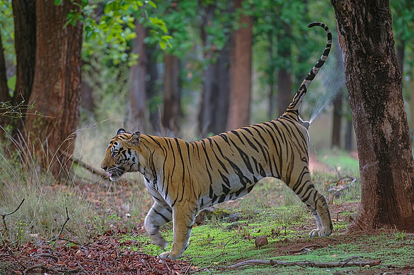 A,young,tiger,marking,its,territory,by,spraying,it,with