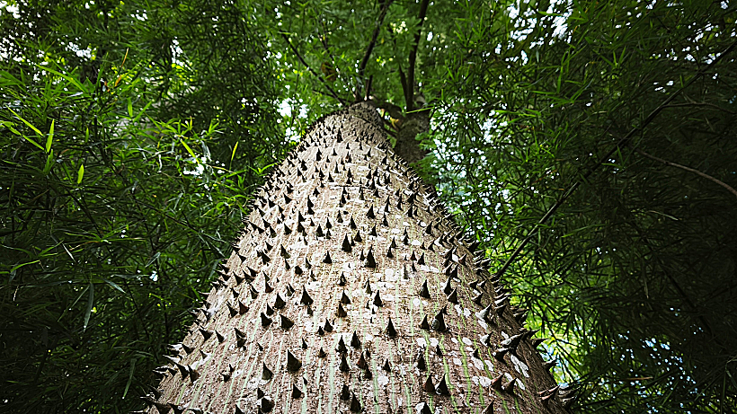 Big,tree,in,the,rain,forest,with,a,trunk,full