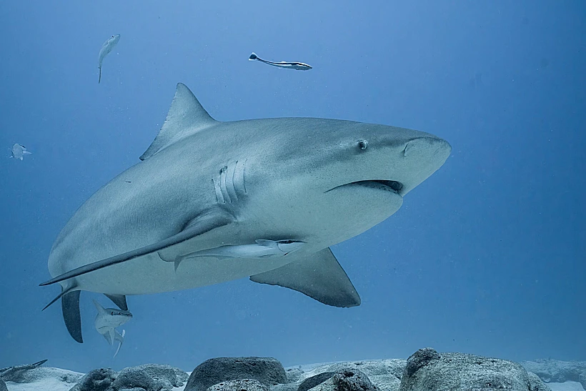 Bull,shark,swimming,on,the,ocean,floor