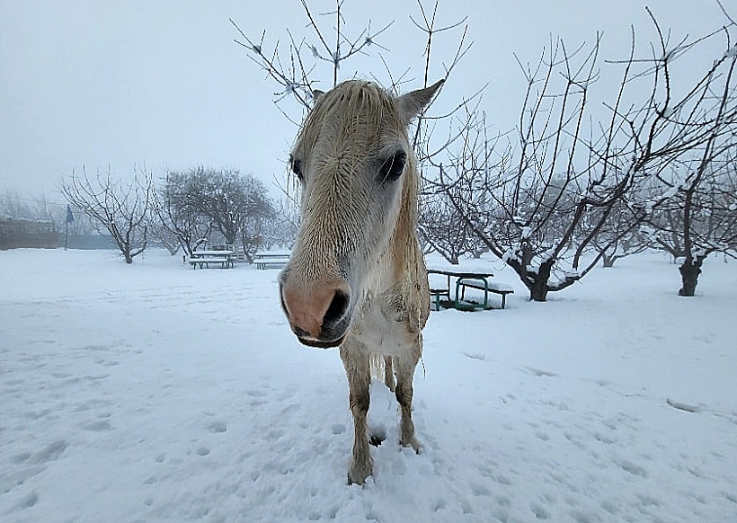 חוות הסוס והדובדבן ברמת הגולן בשלג