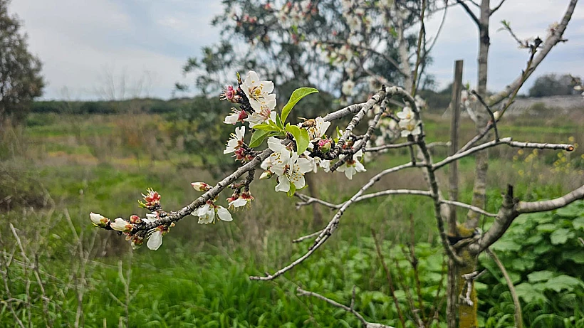 אגמון פולג אגמון אודים