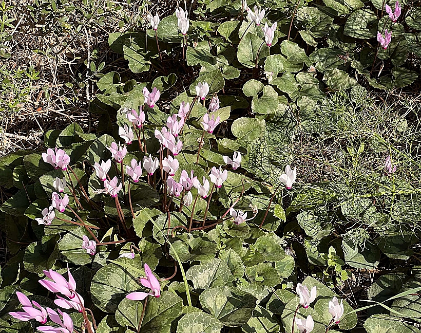 פריחת חורף בשביל הבורות והבארות