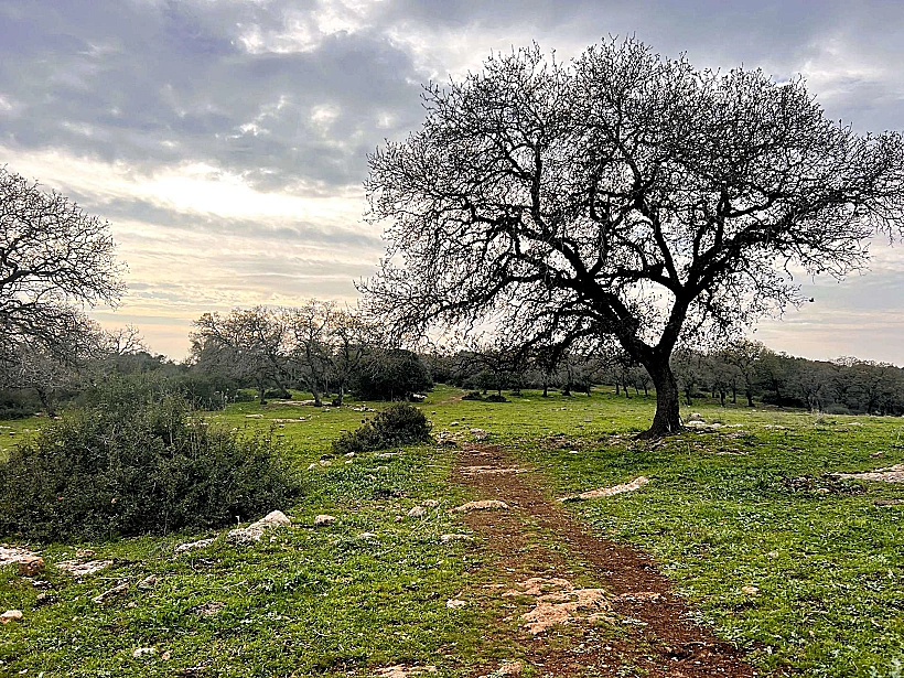 שמורת אלוני אבא