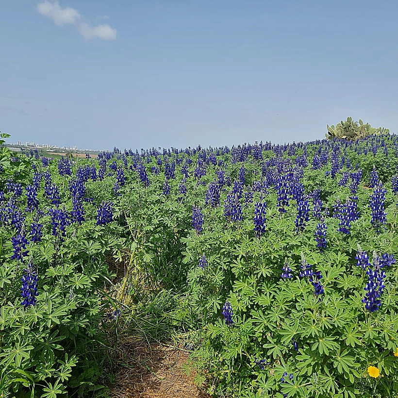 תורמוסים בגדרה