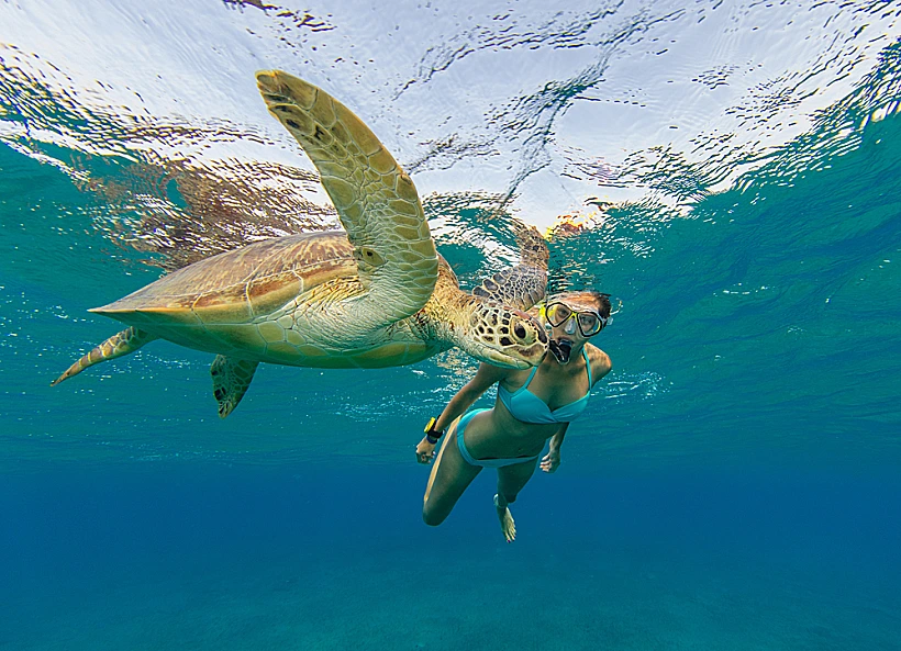 צבים באיי סיישל צלילה