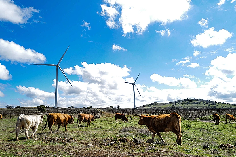 תחזית מזג אווויר עננים טבע פרות בצפון רמת הגולן